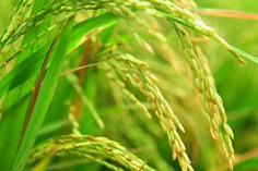 糧食重金屬檢測(cè)儀多少錢(qián)一臺(tái)？
